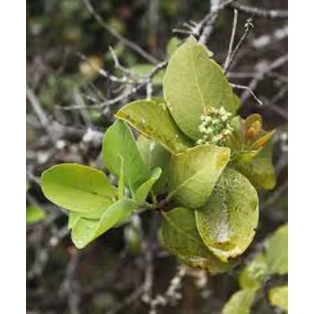 Sandalwood Plants